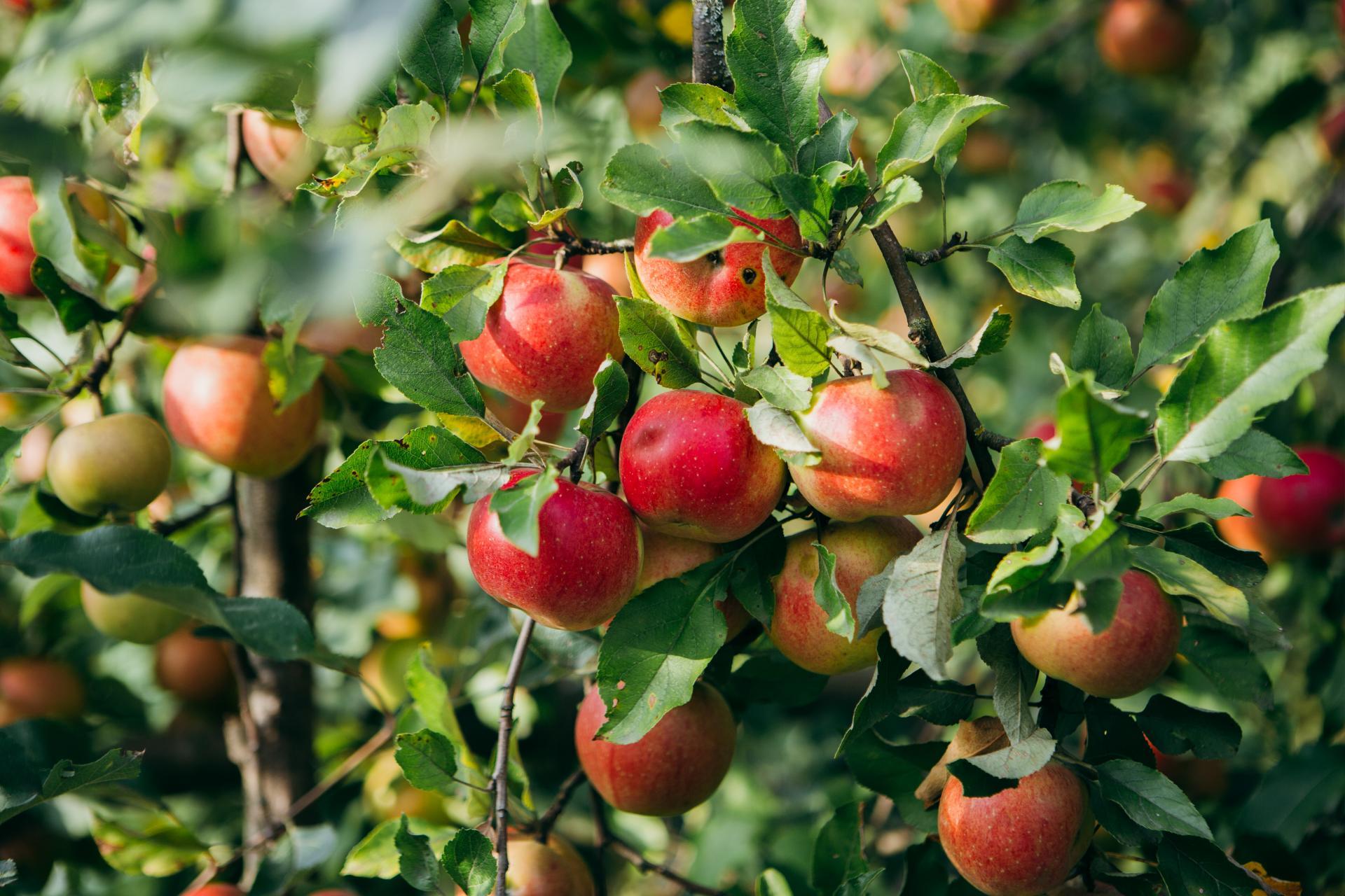 Apples & Pears crop pollination