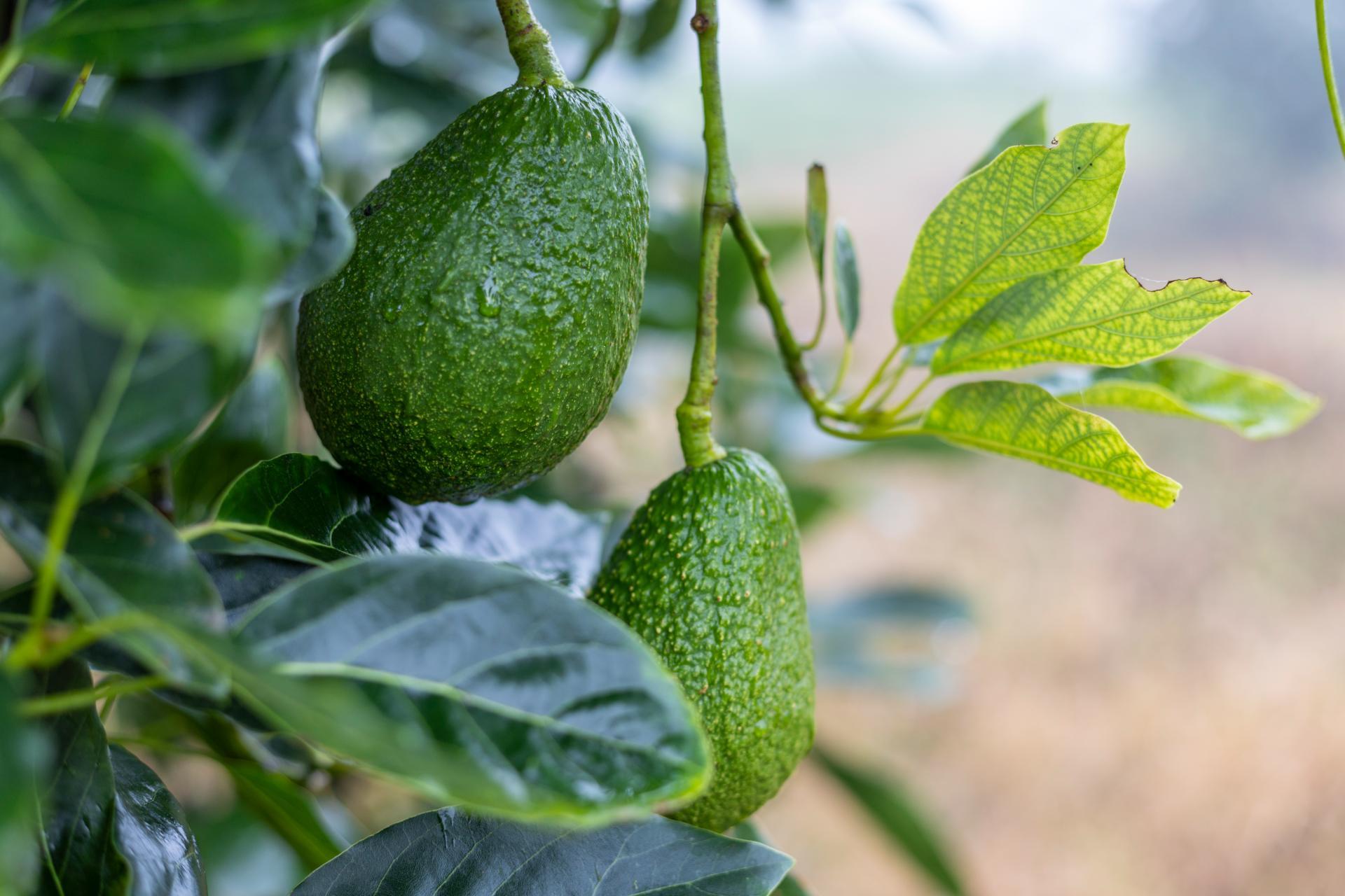 Avocados crop pollination