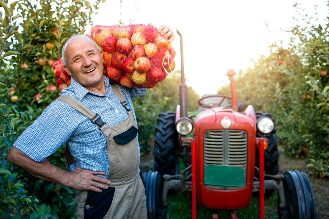 South African farm showing pollination challenges